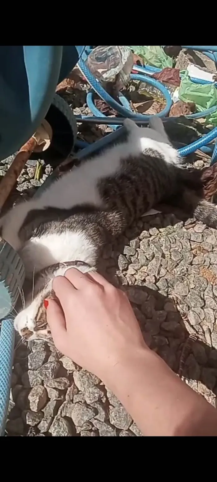 Gato raça SRD-ViraLata idade 2 anos nome Hana