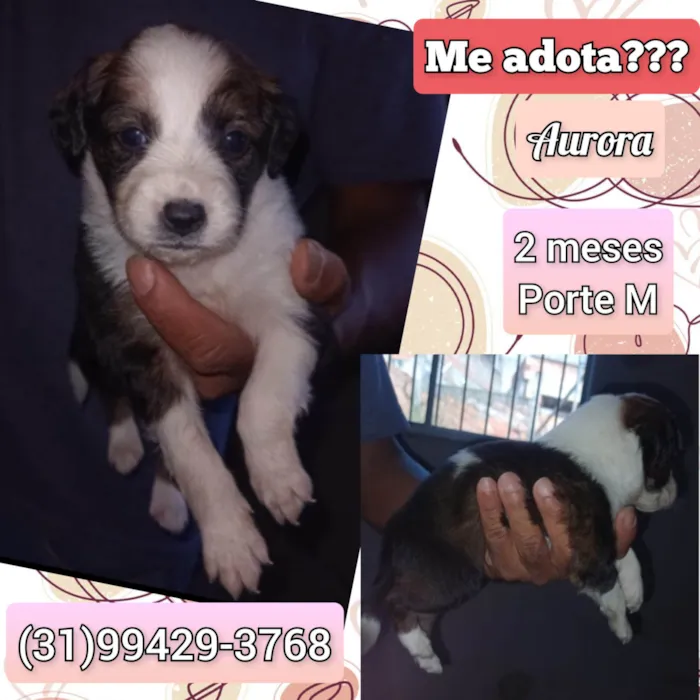 Cachorro raça SRD-ViraLata idade 2 a 6 meses nome Aurora