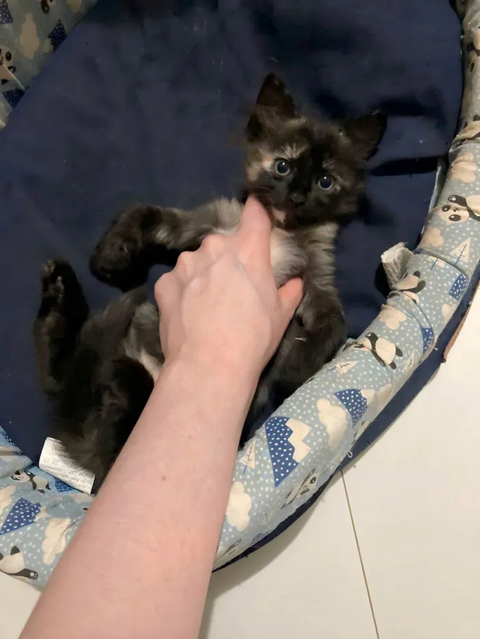 Gato raça  idade Abaixo de 2 meses nome Barbie
