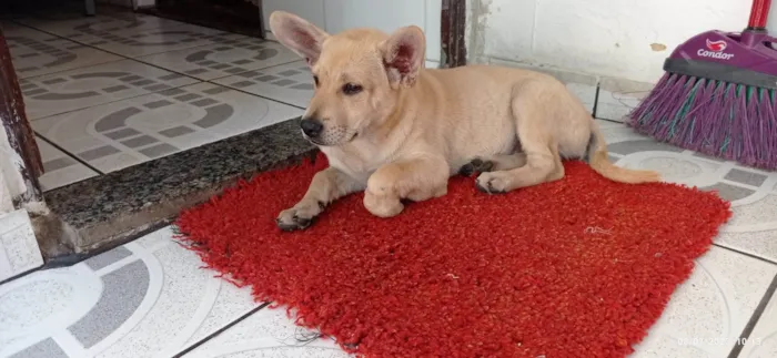 Cachorro ra a SRD  idade 2 a 6 meses nome Lina