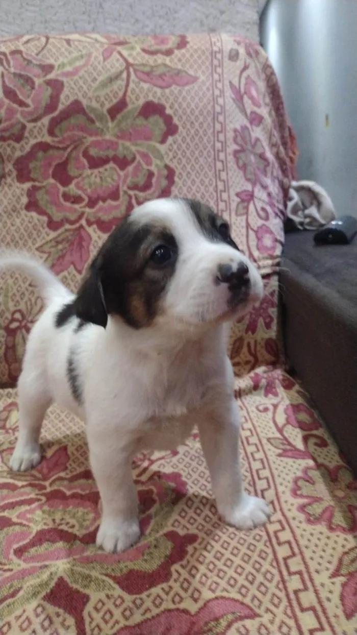 Cachorro raça Spaniel bretão  idade Abaixo de 2 meses nome Branquinho 