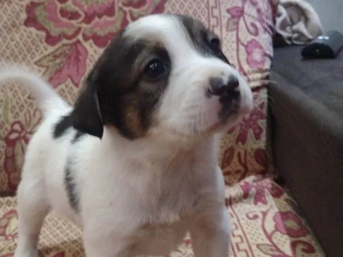 Cachorro raça Spaniel bretão  idade Abaixo de 2 meses nome Branquinho 