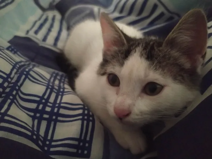 Gato raça SRD-ViraLata idade 2 a 6 meses nome Sem nome