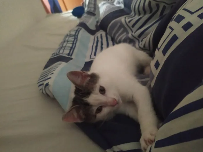 Gato raça SRD-ViraLata idade 2 a 6 meses nome Sem nome