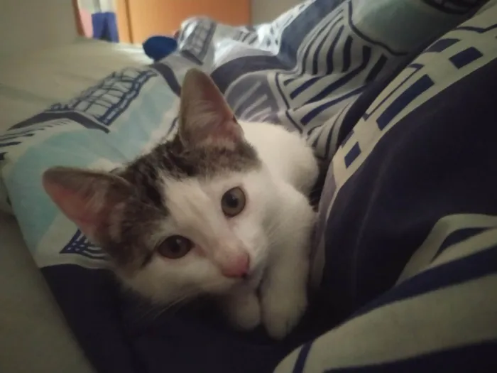 Gato raça SRD-ViraLata idade 2 a 6 meses nome Sem nome