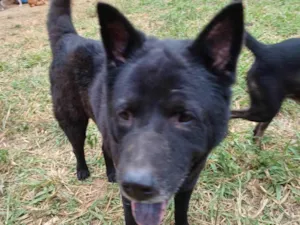Cachorro raça Chow chow idade 5 anos nome Black