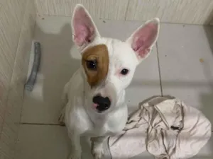Cachorro raça SRD-ViraLata idade 7 a 11 meses nome Valentina 