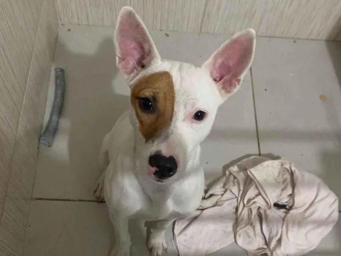 Cachorro ra a SRD-ViraLata idade 7 a 11 meses nome Valentina 