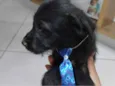 Bebê pretinho