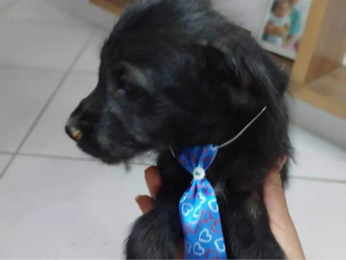 Cachorro ra a SRD-ViraLata idade 2 a 6 meses nome Bebê pretinho