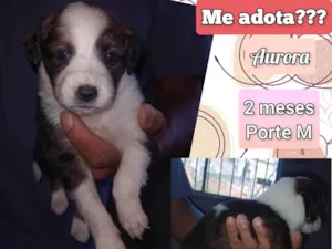 Cachorro raça SRD-ViraLata idade 2 a 6 meses nome Aurora