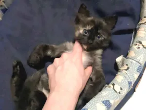 Gato raça  idade Abaixo de 2 meses nome Barbie