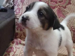 Cachorro raça Spaniel bretão  idade Abaixo de 2 meses nome Branquinho 