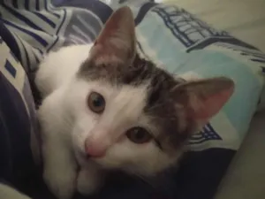 Gato raça SRD-ViraLata idade 2 a 6 meses nome Sem nome