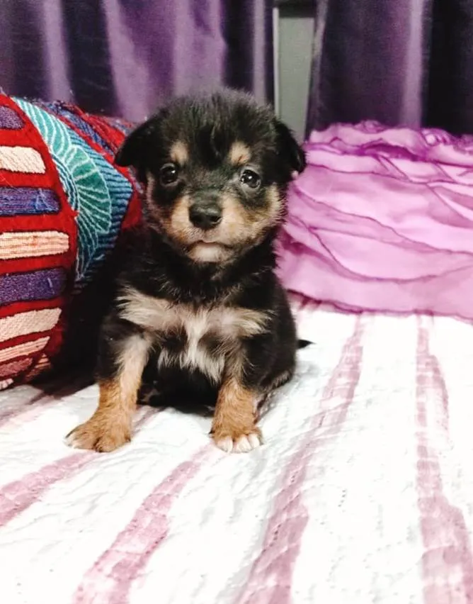 Cachorro ra a SRD-ViraLata idade Abaixo de 2 meses nome Filhotes 50 dias