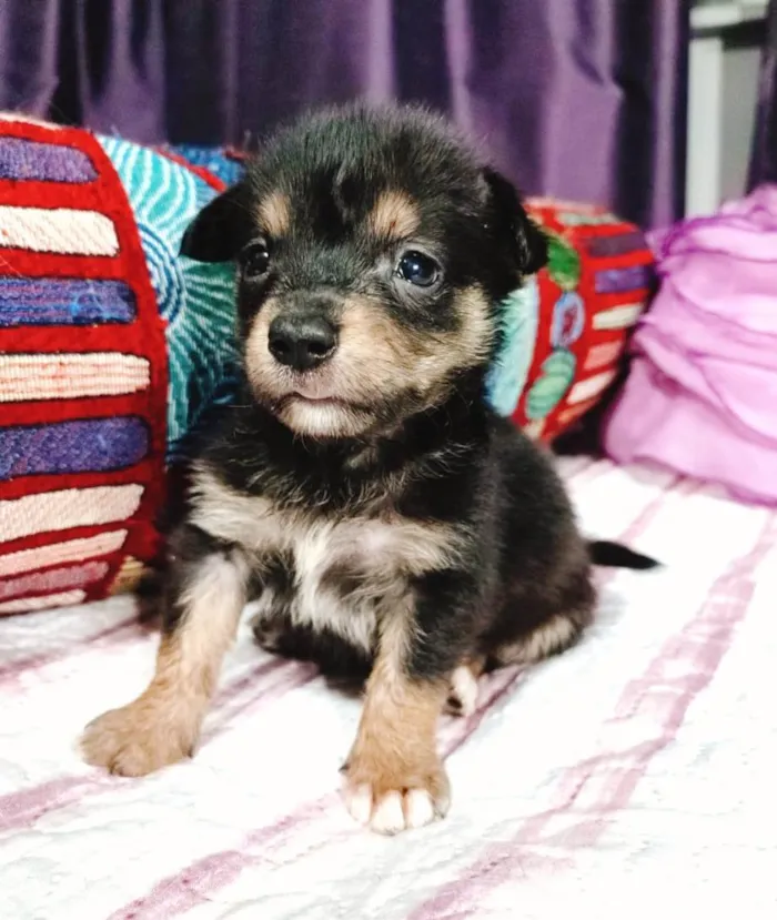 Cachorro ra a SRD-ViraLata idade Abaixo de 2 meses nome Filhotes 50 dias