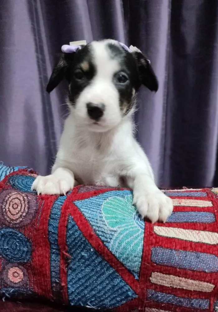 Cachorro ra a SRD-ViraLata idade Abaixo de 2 meses nome Filhotes 50 dias