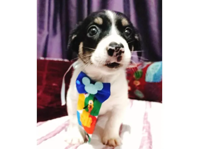 Cachorro ra a SRD-ViraLata idade Abaixo de 2 meses nome Filhotes 50 dias