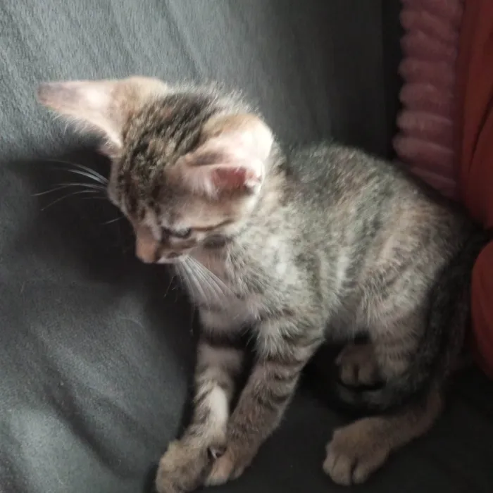 Gato ra a SRD-ViraLata idade Abaixo de 2 meses nome Filhotes