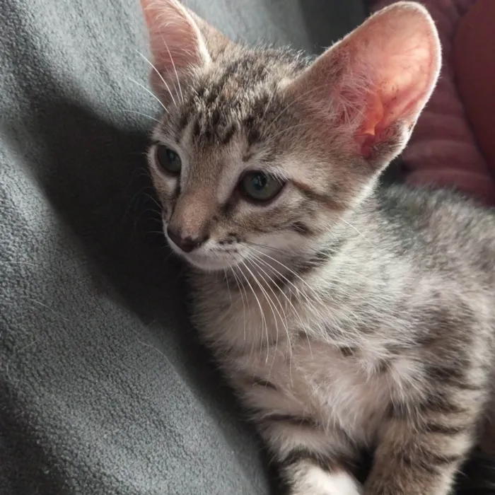 Gato ra a SRD-ViraLata idade Abaixo de 2 meses nome Filhotes