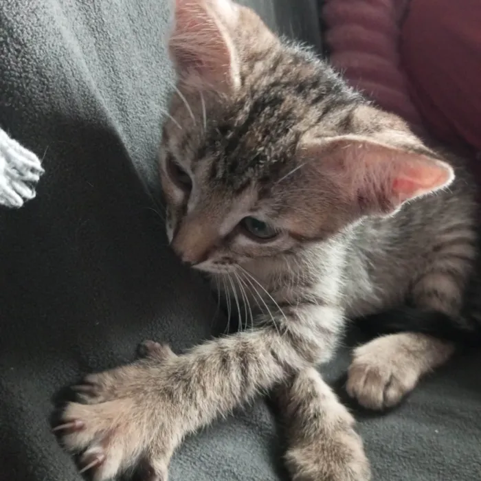 Gato ra a SRD-ViraLata idade Abaixo de 2 meses nome Filhotes