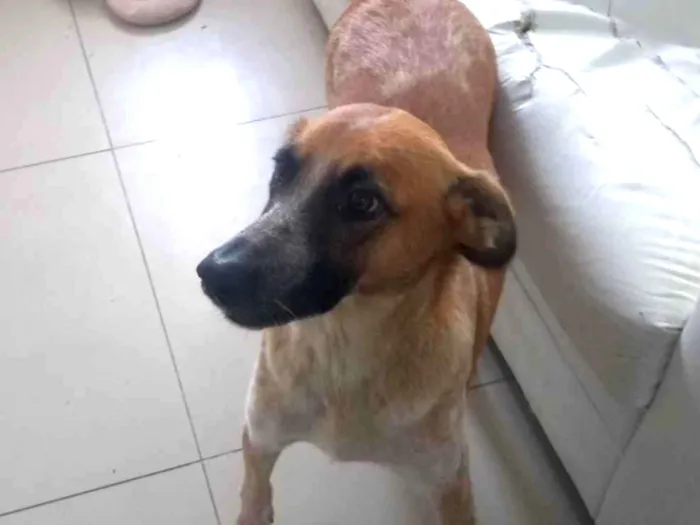 Cachorro ra a Vira lata idade 1 ano nome Lica