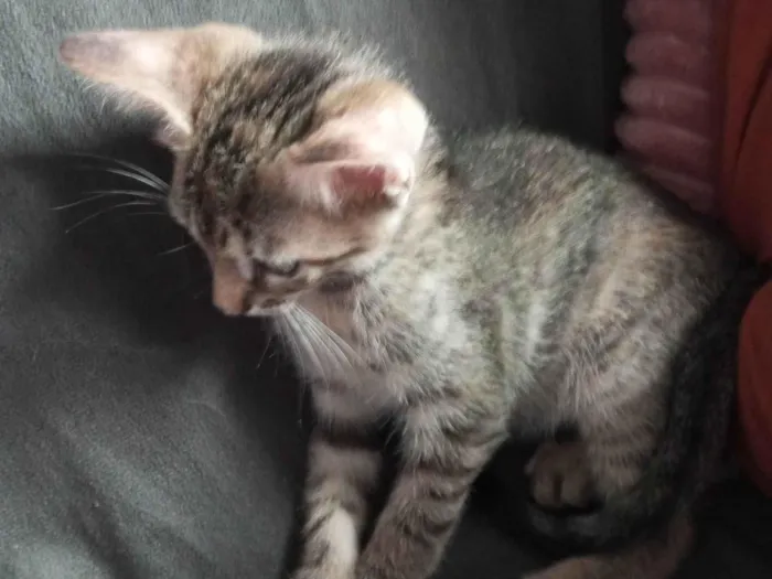 Gato ra a SRD-ViraLata idade Abaixo de 2 meses nome Filhotes
