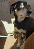 Neguinho e Mel