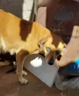 Neguinho e Mel