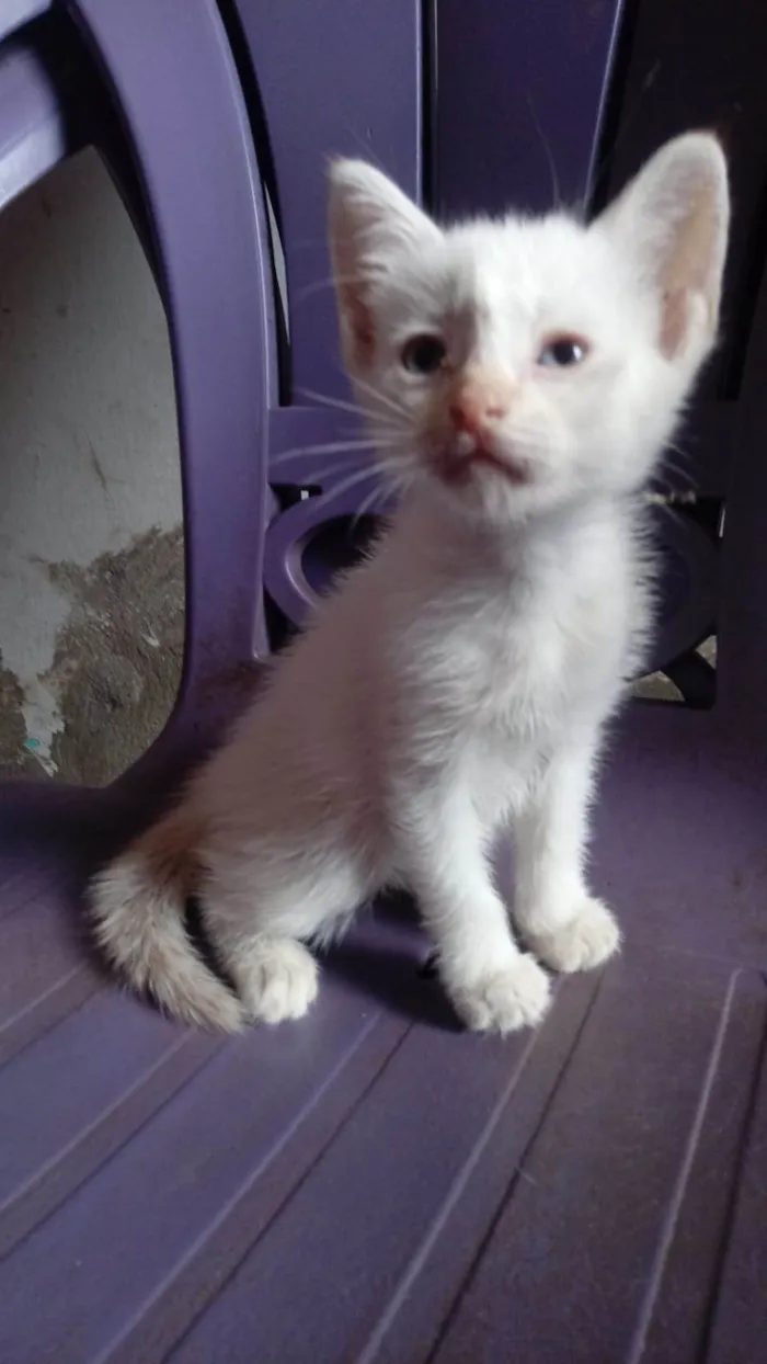 Gato ra a Comum peludinho idade 2 a 6 meses nome Algodão Doce