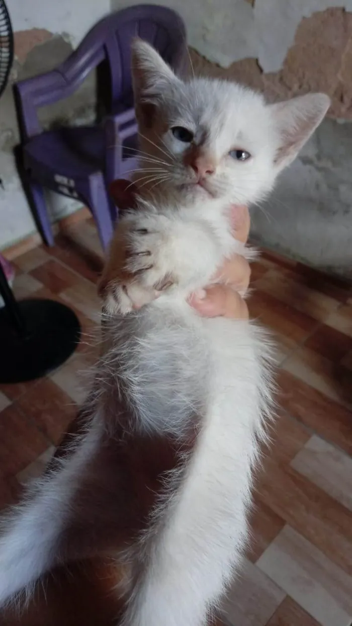 Gato ra a Comum peludinho idade 2 a 6 meses nome Algodão Doce