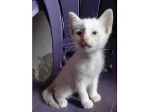 Gato raça Comum peludinho idade 2 a 6 meses nome Algodão Doce