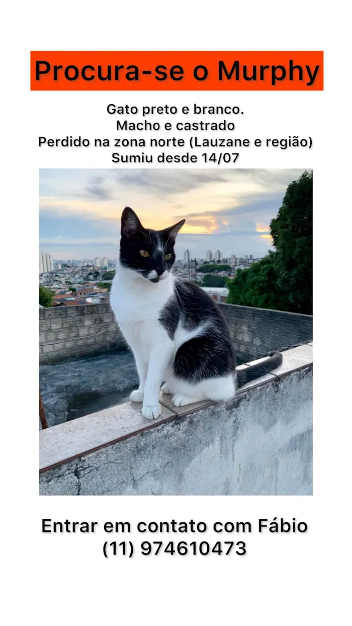 Gato ra a SRD-ViraLata idade 6 ou mais anos nome Murphy 