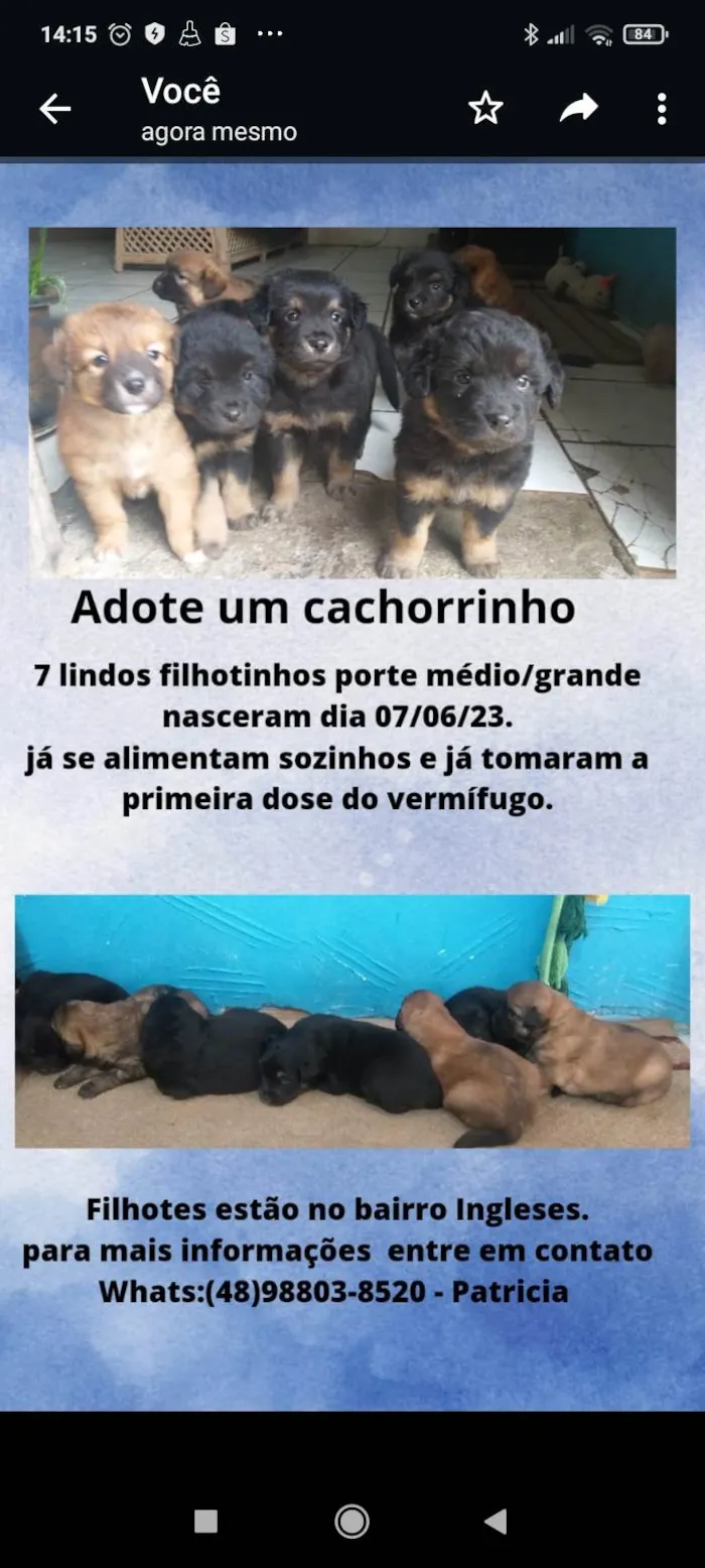 Cachorro ra a  idade 2 a 6 meses nome Gamora