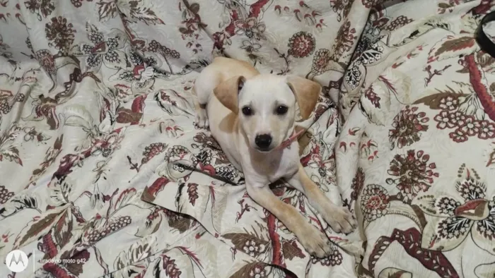 Cachorro ra a SRD-ViraLata idade 2 a 6 meses nome Mel