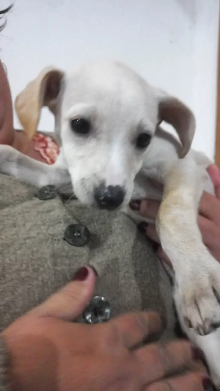 Cachorro ra a SRD-ViraLata idade 2 a 6 meses nome Mel