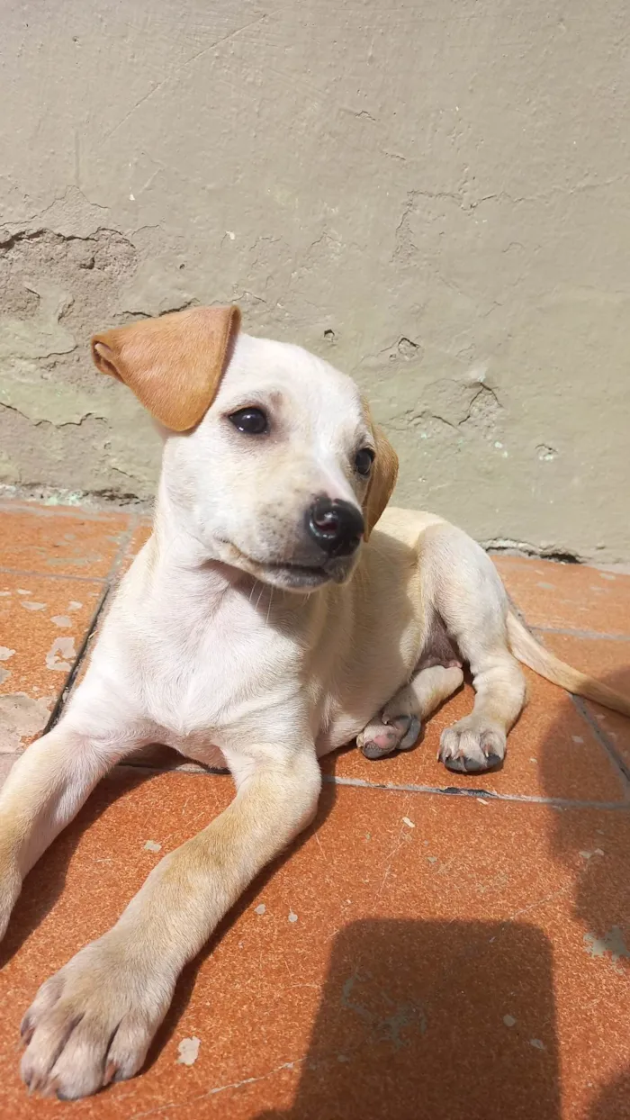 Cachorro ra a SRD-ViraLata idade 2 a 6 meses nome Mel