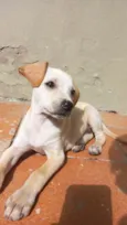 Mel