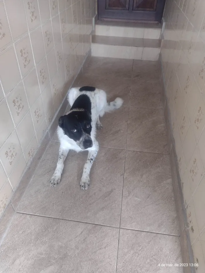 Cachorro raça SRD-ViraLata idade 1 ano nome Apolo 
