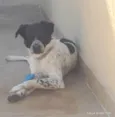 Cachorro raça SRD-ViraLata idade 1 ano nome Apolo 