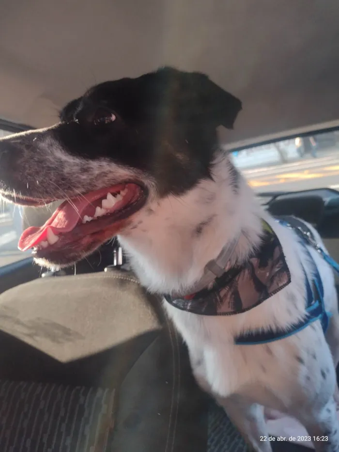 Cachorro raça SRD-ViraLata idade 1 ano nome Apolo 