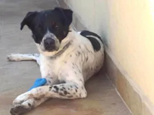 Cachorro raça SRD-ViraLata idade 1 ano nome Apolo 