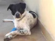 Cachorro raça SRD-ViraLata idade 1 ano nome Apolo 