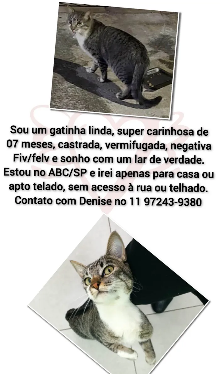 Gato ra a Srd idade 7 a 11 meses nome Tigrada