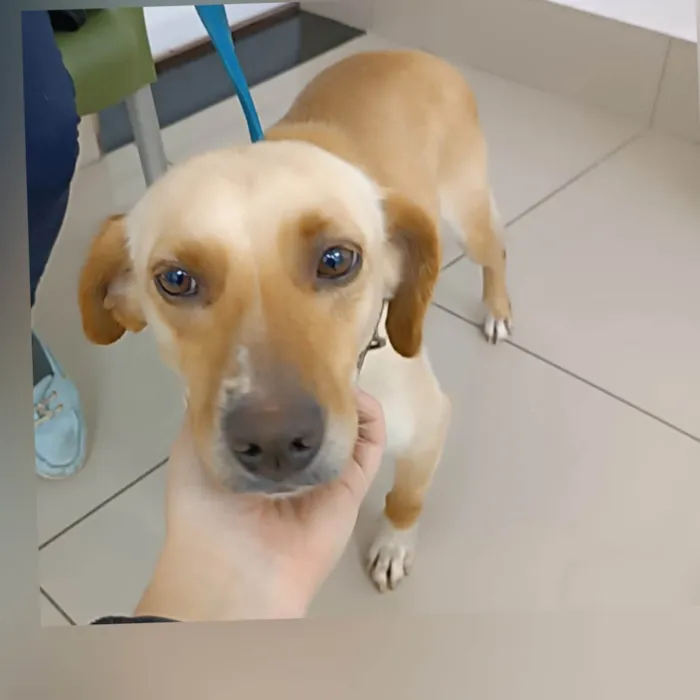 Cachorro raça SRD-ViraLata idade 1 ano nome Melzinha