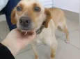 Cachorro raça SRD-ViraLata idade 1 ano nome Melzinha