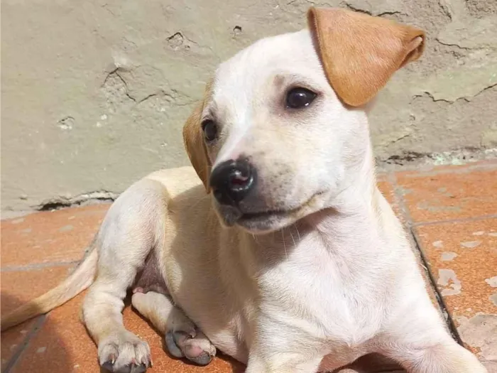 Cachorro ra a SRD-ViraLata idade 2 a 6 meses nome Mel
