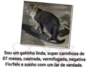 Gato raça Srd idade 7 a 11 meses nome Tigrada