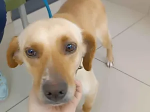 Cachorro raça SRD-ViraLata idade 1 ano nome Melzinha