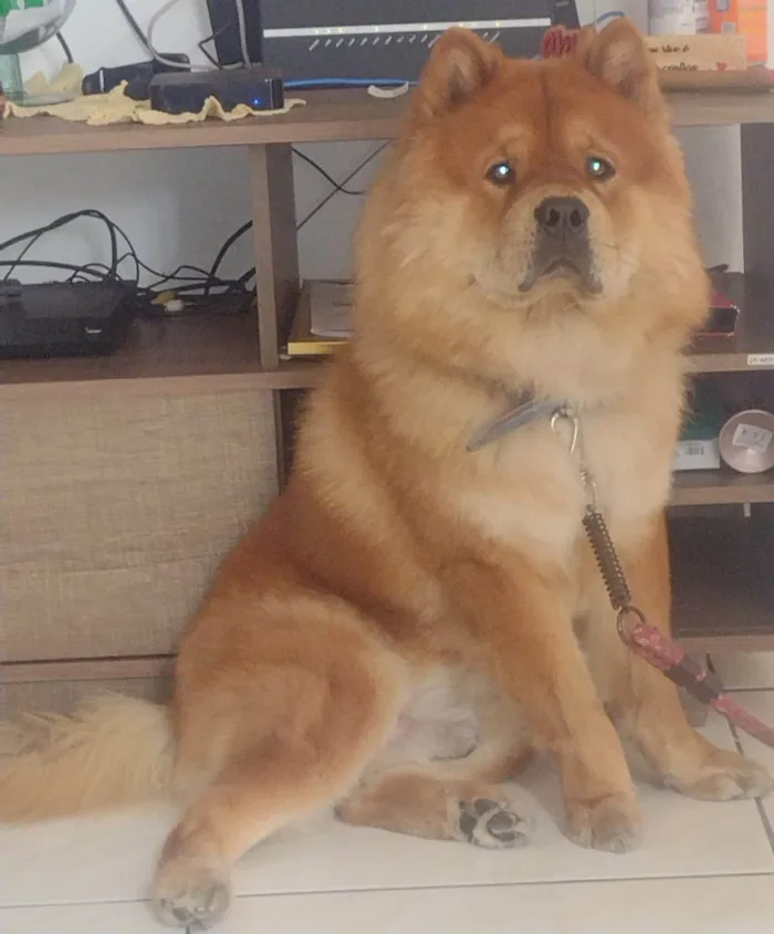 Cachorro ra a CHOW CHOW  idade 3 anos nome LUCKY